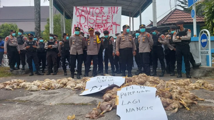 Demo Peternak Lempar Ayam Busuk ke Kantor PLN