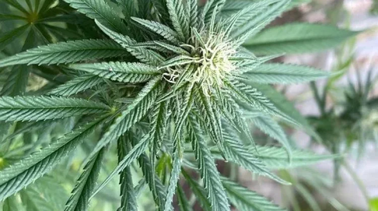 Penggunaan Daun Ganja dalam Dunia Medis Masih Terbatas dan Diatur Ketat