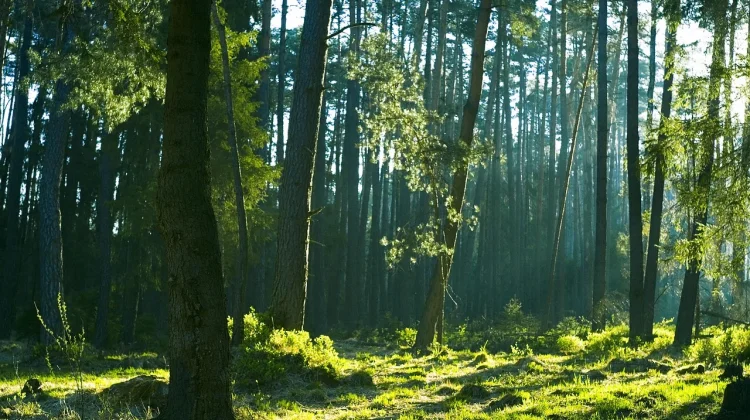 Hari Penjaga Hutan Sedunia, Dedikasi Para Pelindung Alam