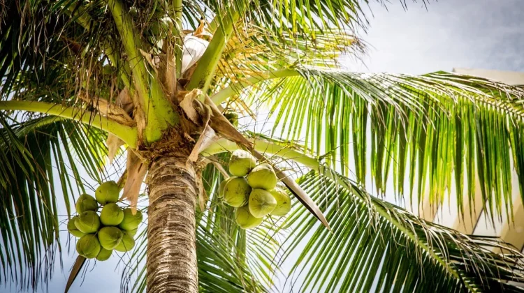 Air Kelapa Muda Miliki Beragam Manfaat bagi Kesehatan