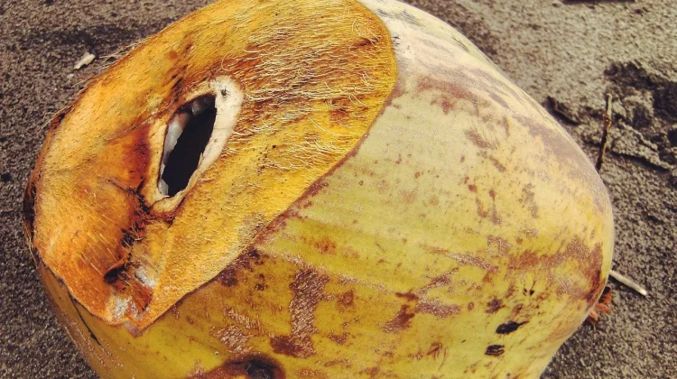 Tempurung Kelapa Bernilai Ekonomi Tinggi dan Ramah Lingkungan