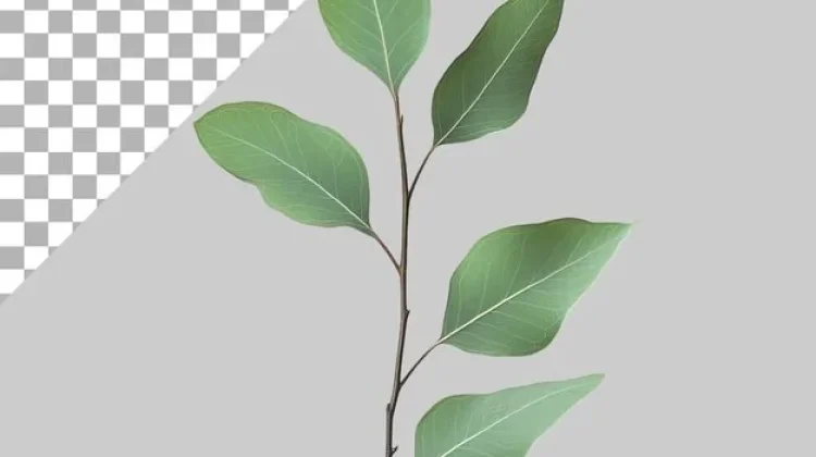 Daun Kayu Putih Miliki Manfaat Antiseptik, Antiinflamasi, dan Antimikroba
