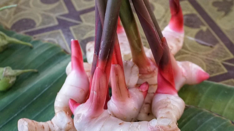 Laos, Rempah Dapur Kaya Khasiat bagi kesehatan Tubuh