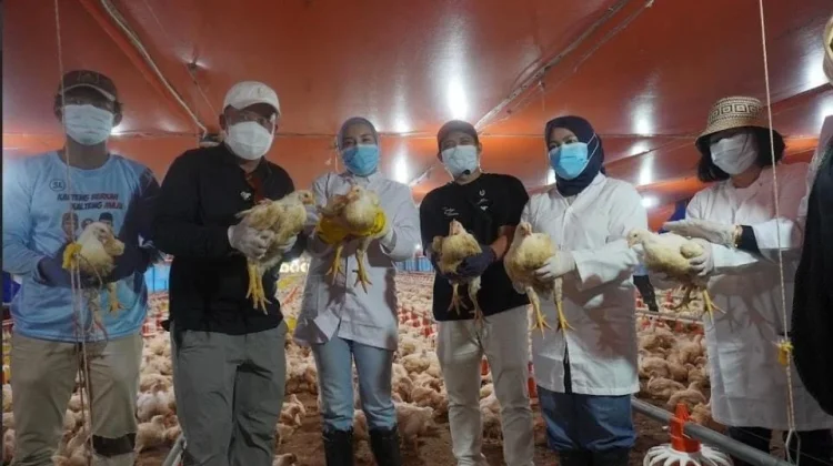 Panen 24 Ribu Broiler Perkuat Ketahanan Pangan Kalteng
