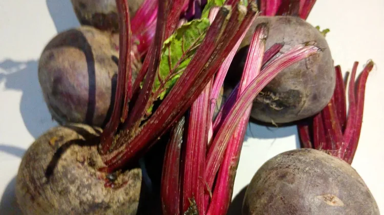 Buah Bit, Umbi Berwarna Merah yang Kaya Nutrisi dan Bermanfaat bagi Kesehatan