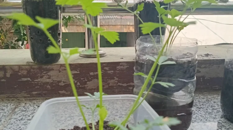 Budidaya Seledri, Peluang Usaha Hortikultura yang Menjanjikan
