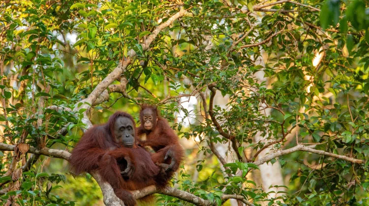 Hari Hutan Indonesia, Momentum Evaluasi Perlindungan Hutan