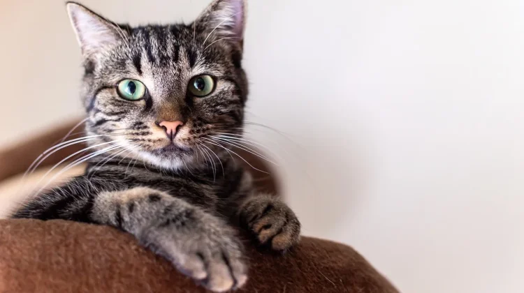 Sejarah Hari Kucing Internasional dan Makna Peringatannya