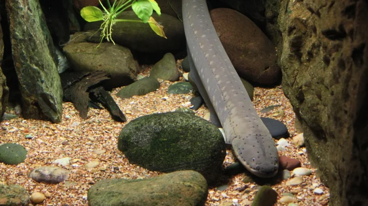 Daging Ikan Sidat Bernilai Gizi Tinggi bagi Kesehatan Tubuh