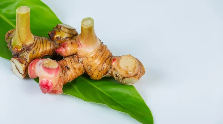 Lengkuas, Rempah Tradisional yang Tak Lekang Waktu