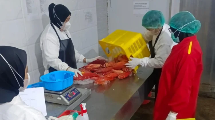 Kualitas Terjamin, Ekspor Kerapu Sulsel ke Amerika Serikat Tembus Rp 13,7 Miliar