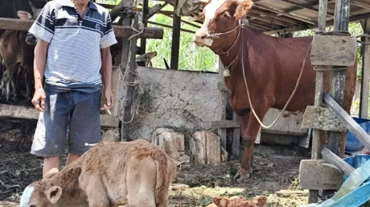 Sapi Peternak di Kobar Melahirkan Pedet Kembar Hasil Inseminasi Buatan