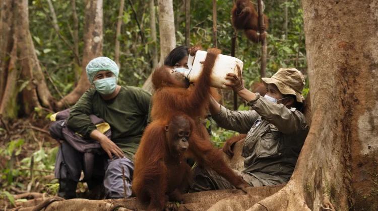 Hari Orangutan Sedunia 2026, Yayasan BOS Serukan Aksi Nyata Jaga Hutan