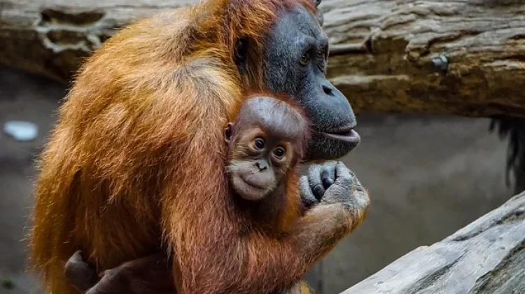 Hari Orangutan Sedunia, Dorong Perlindungan Satwa dan Hutan