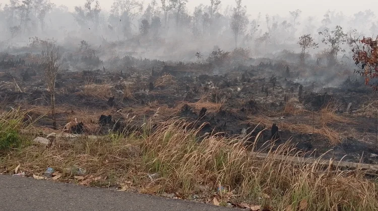 Menhut RI Apresiasi Penetapan 12 Tersangka Pembakar Hutan dan Lahan di Kalteng