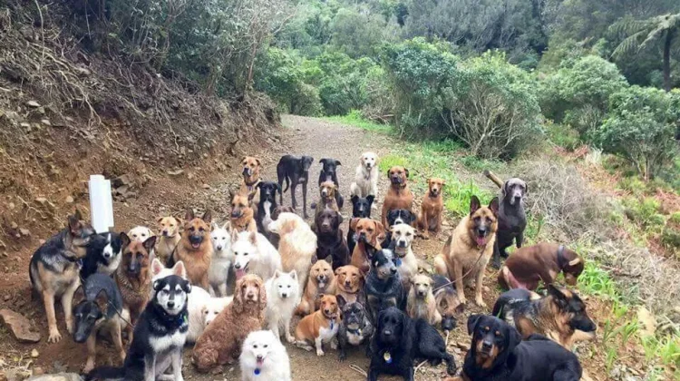Pentingnya Memperlakukan Anjing dan Hewan Peliharaan Lainnya dengan Baik