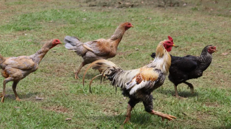 Ayam Kampung, Unggas Dekat Manusia yang Penuh Kejutan
