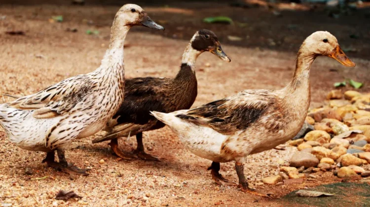 Bebek Pekarangan, Unggas Air dengan Banyak Keunikan