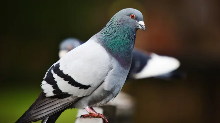 Burung Merpati, Unggas Kota dengan Kemampuan Istimewa