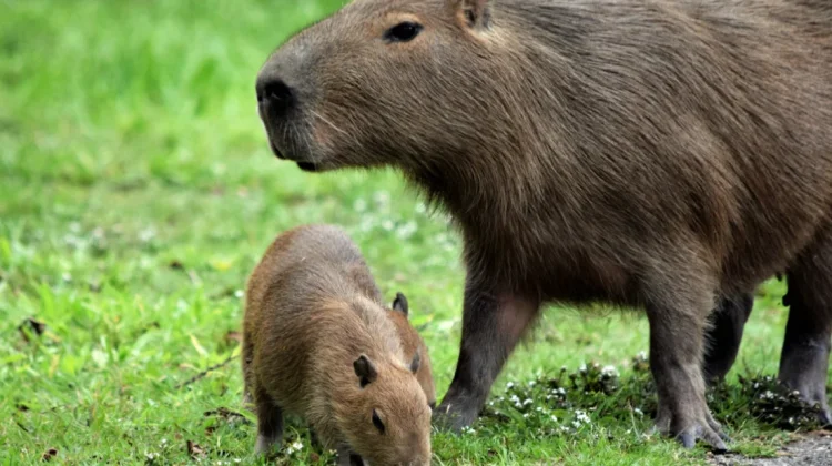 Mengenal Keluarga Besar Hewan Pengerat