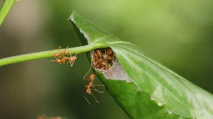 Mengenal Lebih Dekat Oecophylla smaragdina, Semut Rangrang dan Habitat Alaminya