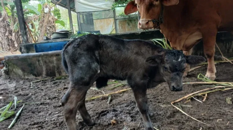 Tingkatkan Genetik Ternak, Pedet Persilangan IB Lahir di Kobar