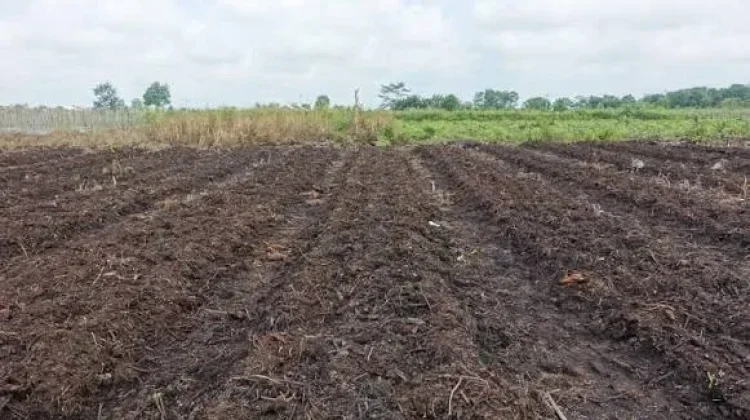Tanaman Produktif yang Bisa Ditanam di Lahan Gambut