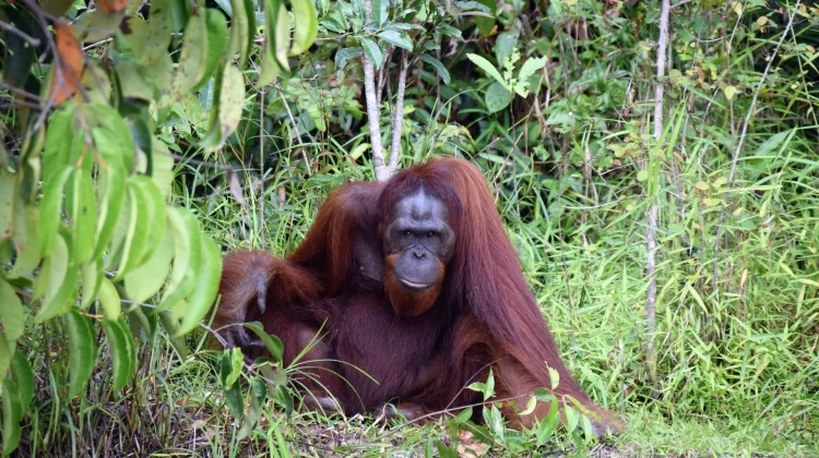 Kerusakan Lahan Mengganggu Kehidupan Satwa di Kalimantan Tengah