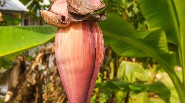 Tumis Jantung Pisang, Sederhana tapi Menggugah Selera