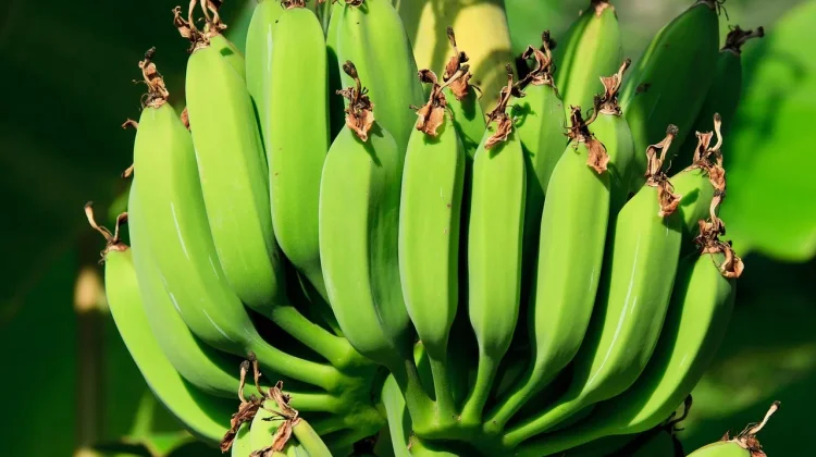 Tumis Pisang Muda yang Viral, Sederhana tapi Menggugah Selera