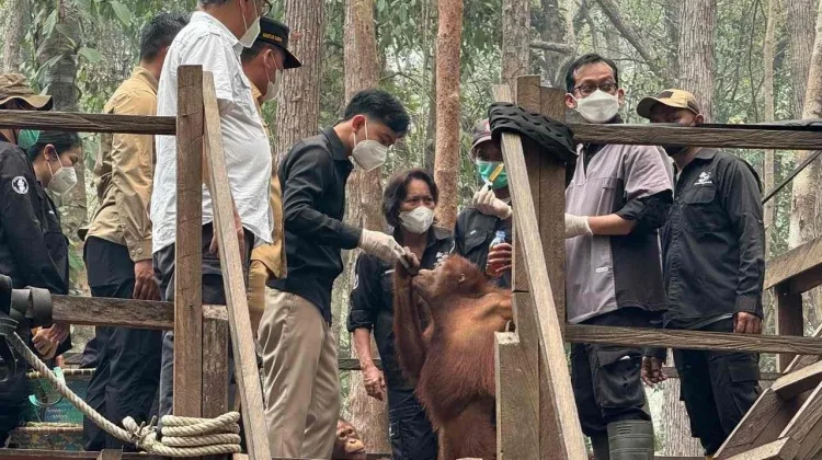 Wapres RI Tinjau Perawatan Orangutan Terdampak Karhutla