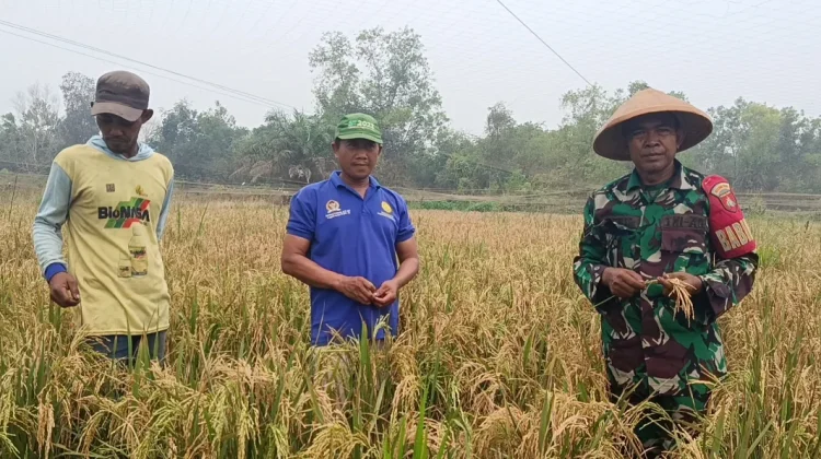 Petani Jalan Alson II Keluhkan Lahan Retak, Hasil Pertanian Tidak Maksimal