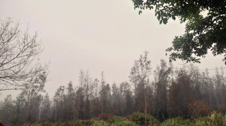 Musim Kemarau Panjang, Memicu Terjadinya Kebakaran Lahan