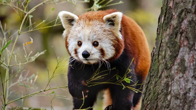 Hari Panda Merah Internasional, Ingatkan Pentingnya Menjaga Habitat