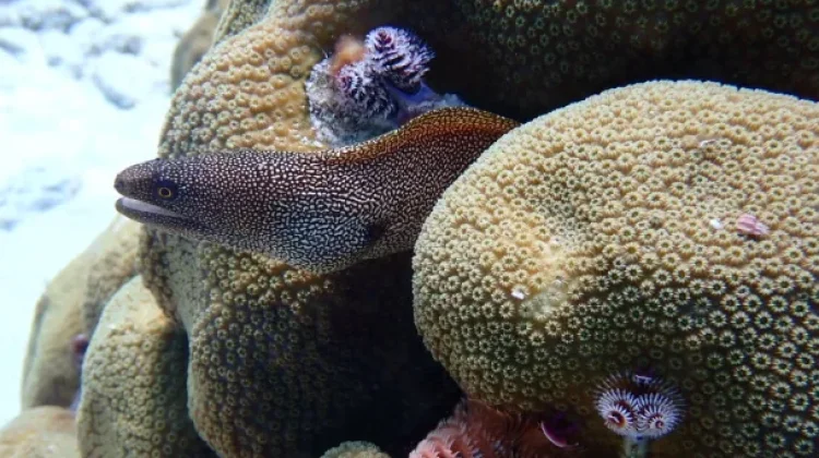Belut Laut, Penghuni Celah Karang yang Lebih Sering Menunggu Mangsa