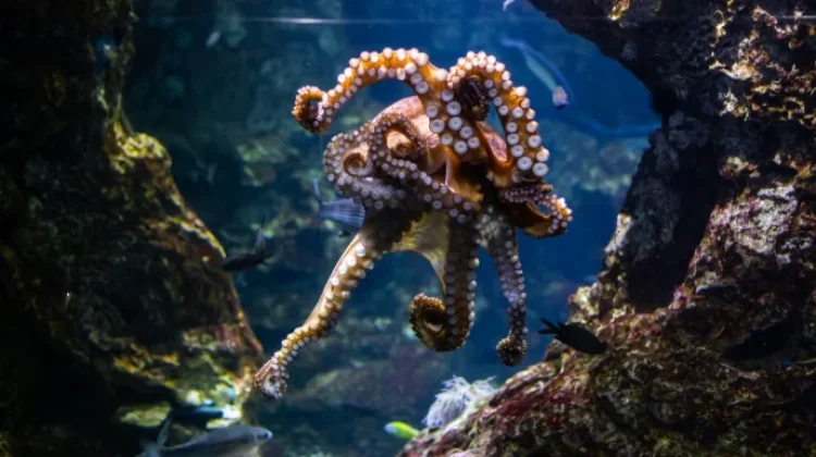Gurita, Hewan Laut Bertentakel yang Mampu Mengubah Warna Tubuh