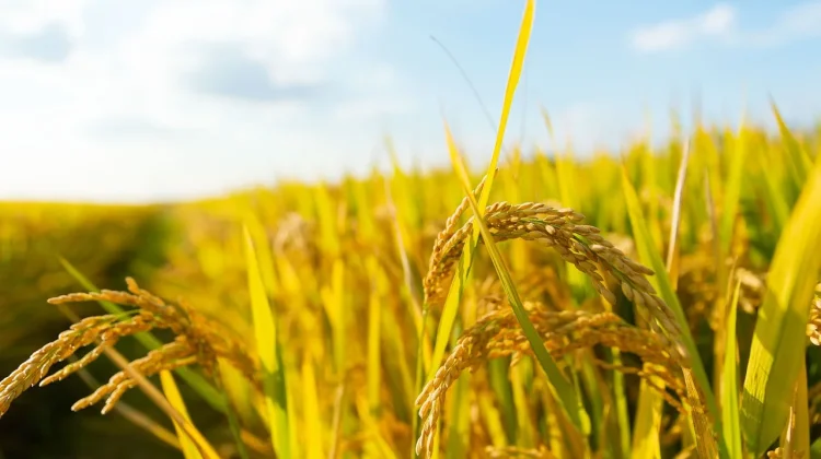 Polikultur Jadi Strategi Petani Hadapi Kemarau Panjang Kalteng