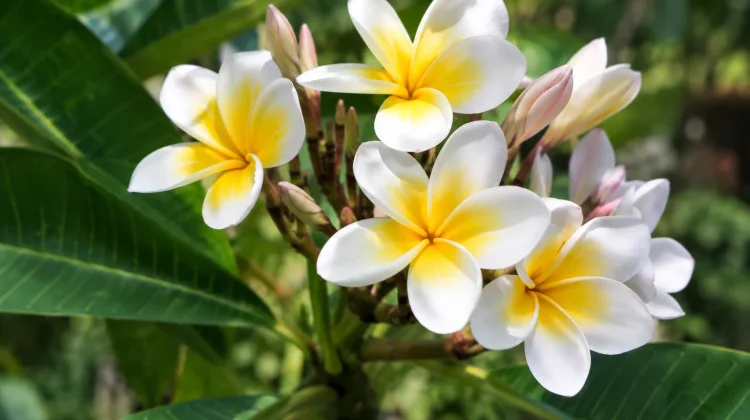 Bunga Kamboja, Tanaman Cantik yang Kaya Makna