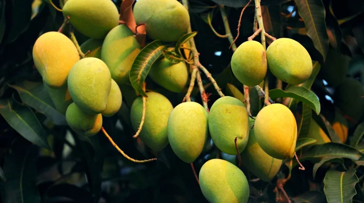 Musim Mangga Tiba, Buah Segar Jadi Buruan Masyarakat