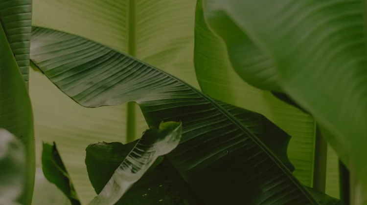 Daun Pisang, Pewangi Alami Makanan