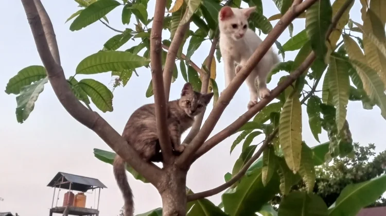 Alasan Kucing Gemar Memanjat Pohon