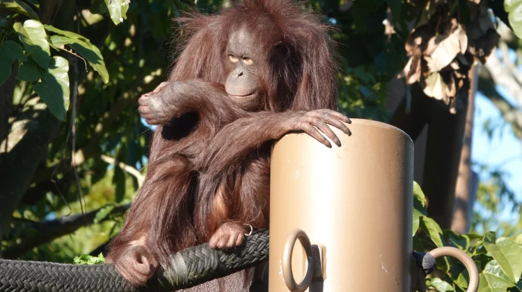 BKSDA Evakuasi 17 Orangutan Terdampak Karhutla di Kalteng