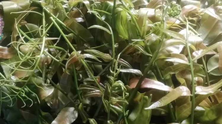 Kalakai, Sayur Tradisional Khas Dayak yang Sarat Kearifan Lokal