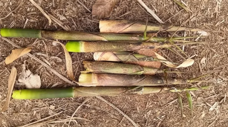 Ujau Puring, Tanaman Khas Kalimantan yang Diolah Menjadi Sayur Tradisional