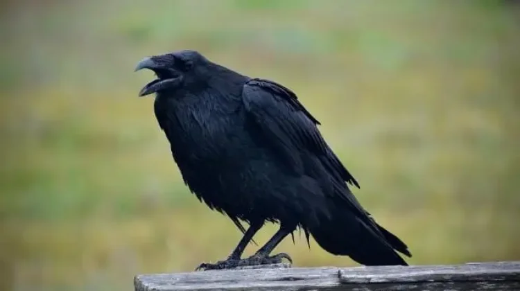 Burung Gagak Si Pengamat Paling Waspada