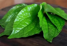 Rahasia Sehat Obat Herbal Daun Sirih