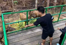Masyarakat Padati Hutan Kota Nyaru Menteng Selama Liburan
