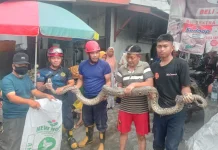 Damkar Kobar Evakuasi Ular Sanca 4 Meter dari Rumah Warga di Mendawai