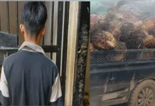 Curi Sawit di PT SSM, Satu Pelaku Dibekuk Polsek Telawang