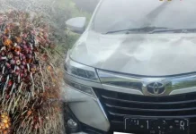 Curi Sawit, Pria di Kotim Diciduk saat Kabur Pakai Avanza